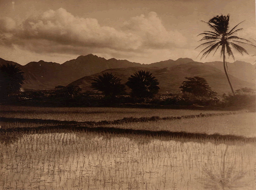 一昔前は、ただの水田だったワイキキ。